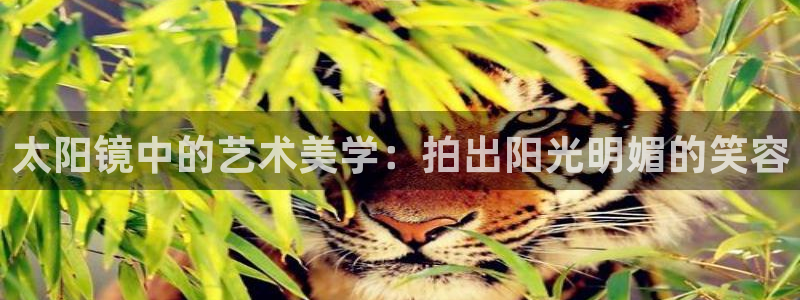 辉达娱乐公司