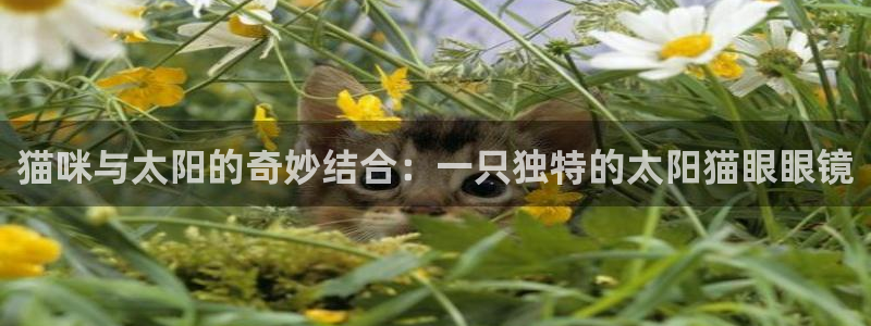 辉达娱乐珈75775